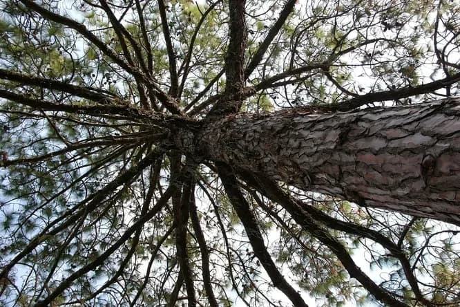 Деревья против изменений климата: какие виды лучше улавливают CO₂? 🌳🌍