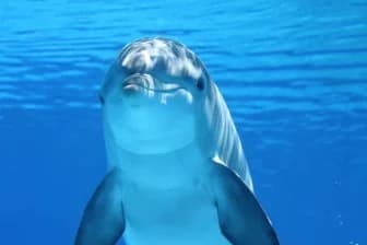 Почему дельфины во Флориде оказались в опасности? 🐬 Разбираемся в причинах массовой гибели!