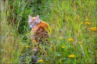 Как кот Сусанин стал первой крио-звездой России? 🐾❄️