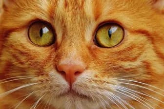 Как гены превращают котов в рыжих: удивительное открытие ученых!