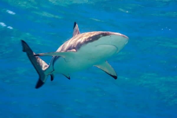 Шокирующее открытие: акула умеет издавать звуки! 🦈🎵
