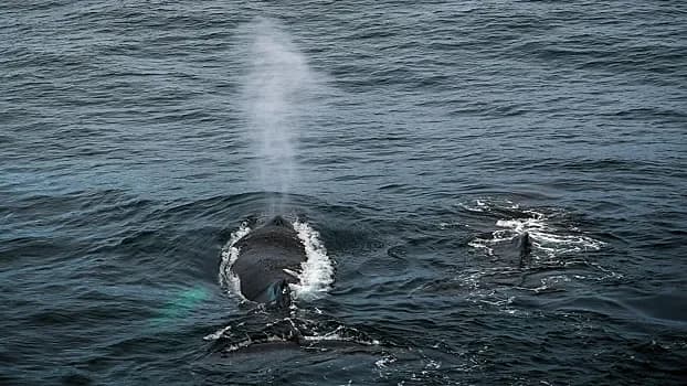 Шокирующие открытия о размножении горбатых китов! 🌊🐋