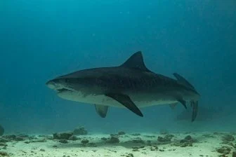 Как акулы и скаты нашли дом на морских ветровых электростанциях? 🦈🌊