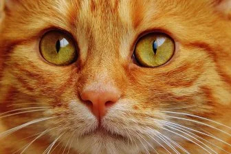 Как гены превращают котов в рыжих: удивительное открытие ученых!