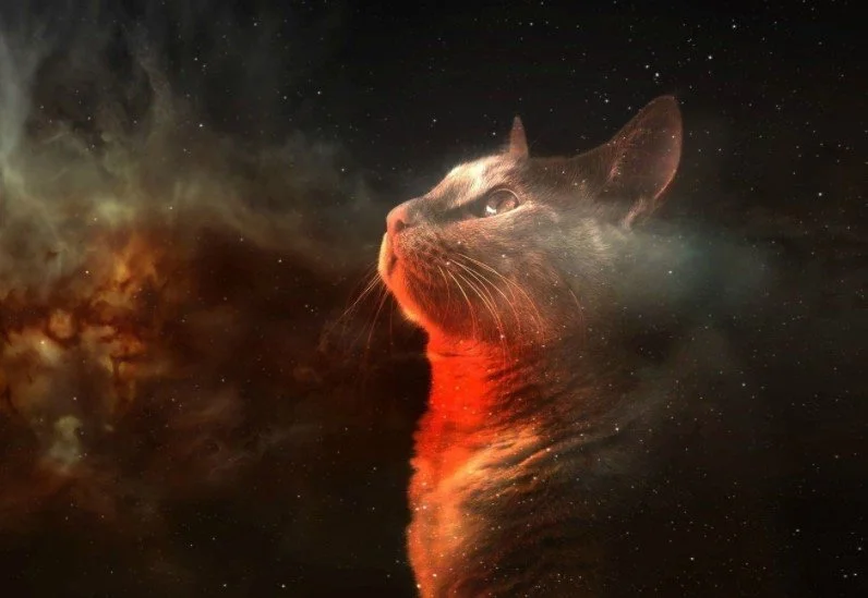Кошки: исследователи межгалактических границ 🐱✨