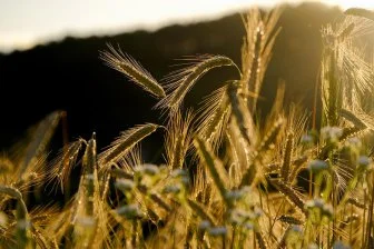 Как рожь завоевала сердца средневековой Европы 🌾