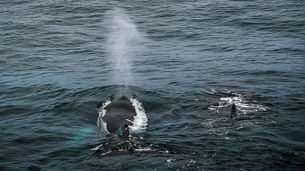 Шокирующие открытия о размножении горбатых китов! 🌊🐋