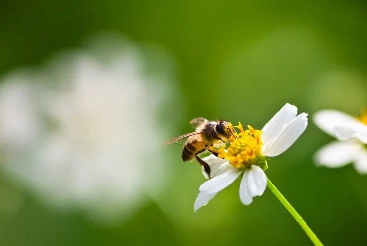 Откройте тайны природы: найдены 71 новый вид пчёл! 🐝🌍