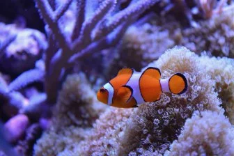 Как рыба-клоун учится выживать в мире теплового стресса! 🌊🐠