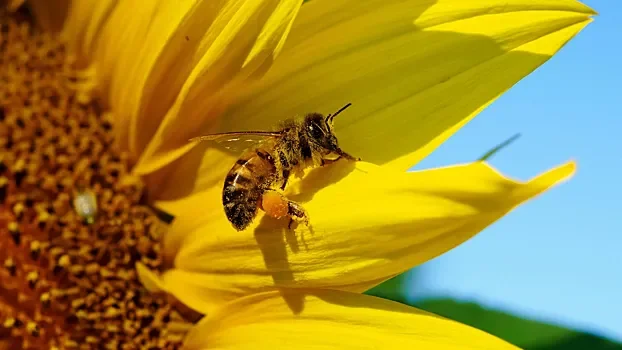 Как растения ведут диалог с пчелами: шокирующие открытия ученых! 🌼🐝