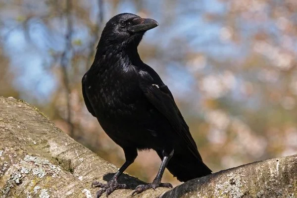 Вороны и сороки: интеллект, который удивляет ученых! 🤯🦅