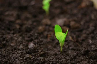 Как удивительная молекула меняет представления о росте растений! 🌱✨