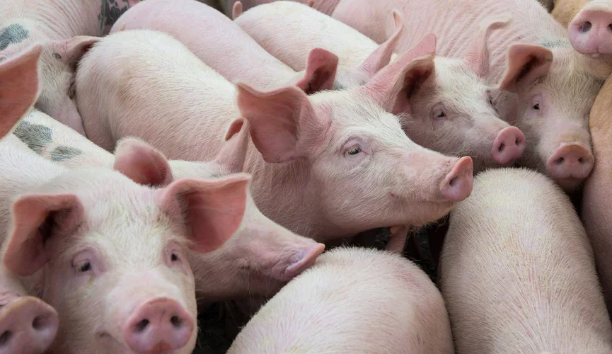 Как свиньи стали нашими друзьями: исследования прежнего времени! 🐖