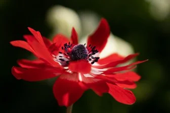 Удивительные жуки: как они открывают мир красного цвета! 🌸🪲