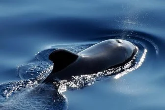 Горбатые киты: ждут контакта с людьми?! 🐋🤝