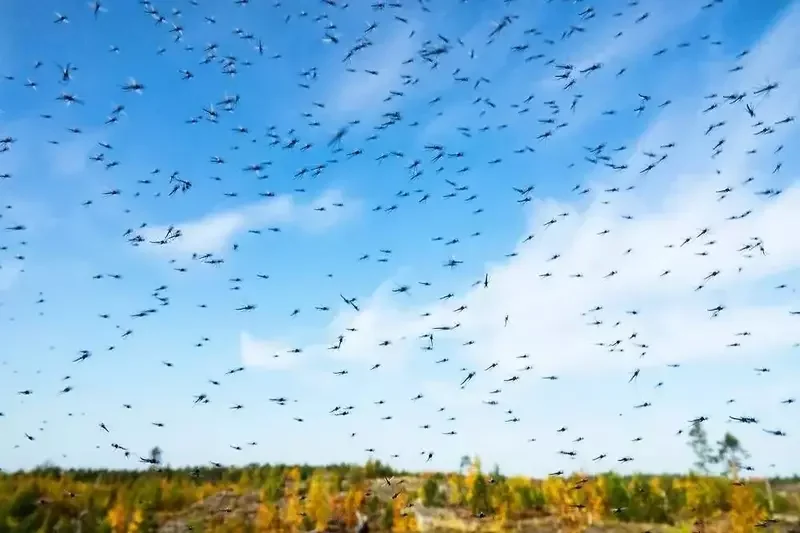 Комары