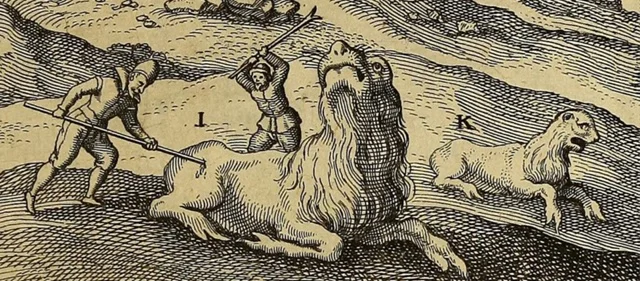 Фауна континента