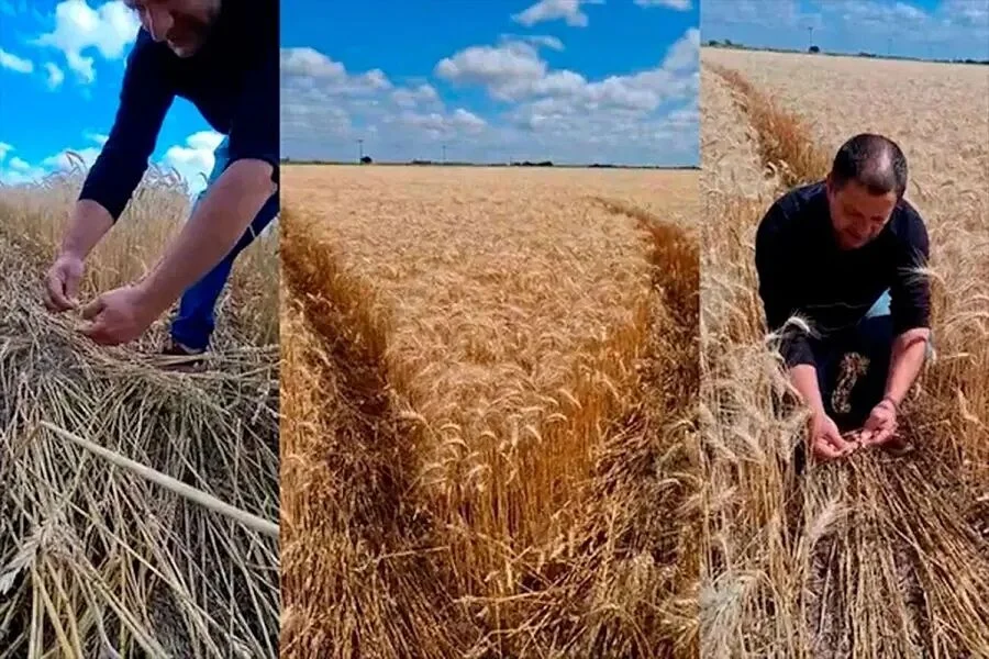 Загадочные линии на пшеничном поле Аргентины: что стоит за ними?