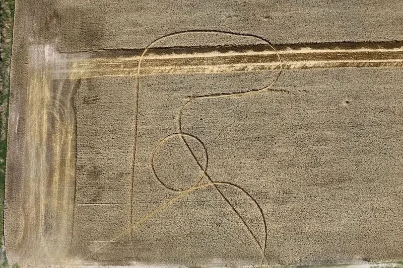 Обмолоченная пшеница