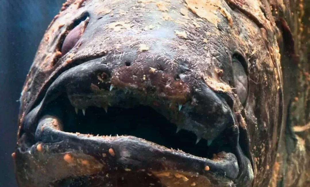 Невероятная находка: древняя рыба, считавшаяся вымершей, вновь на связи!