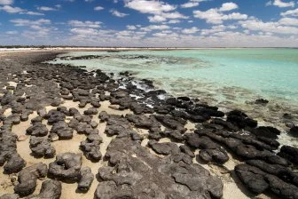 Как ИИ раскрывает тайны древней жизни на Земле!