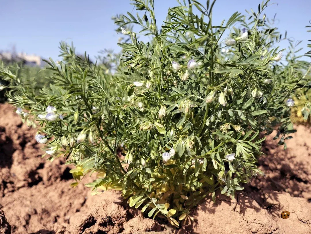 Сенсационное открытие: древние зерна с Канарских островов меняют представление о сельском хозяйстве! 🌾