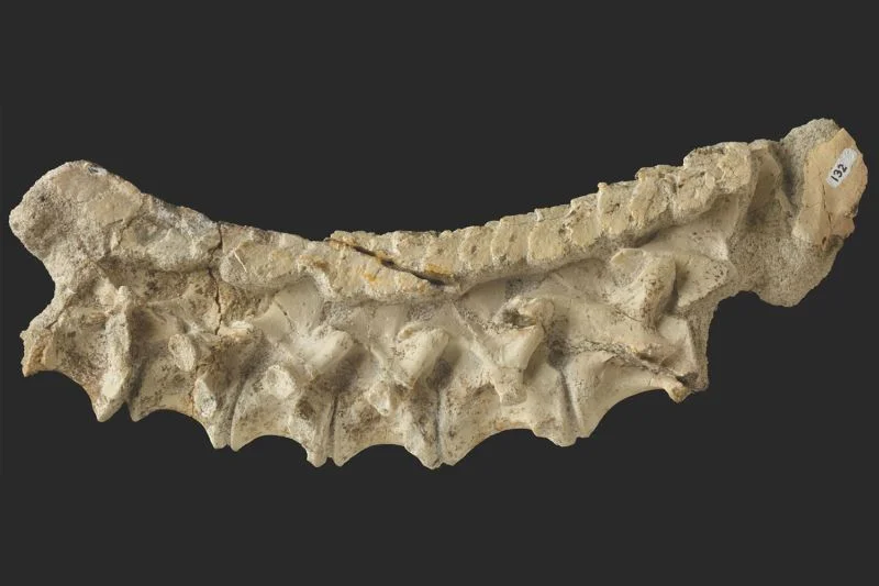 Древние динозавры