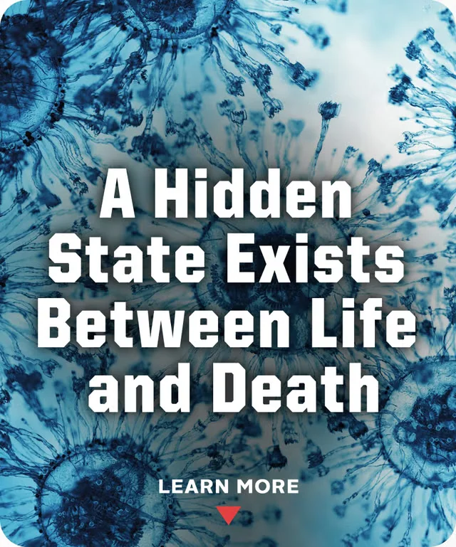 Загадка слонов Ганнибала: Как одна кость меняет историю