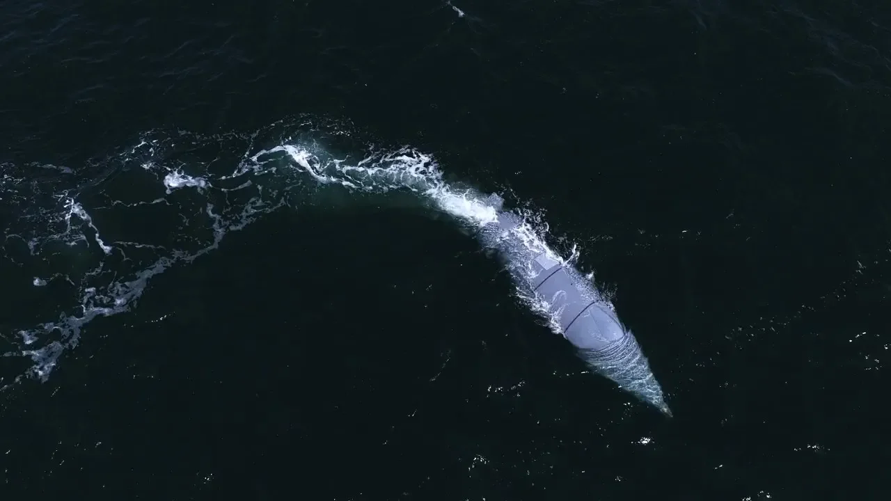Greyshark 2