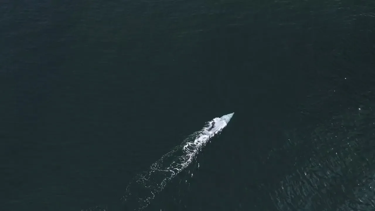 Greyshark на выставке