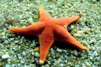 Морские звёзды подсказали секрет создания светочувствительных материалов